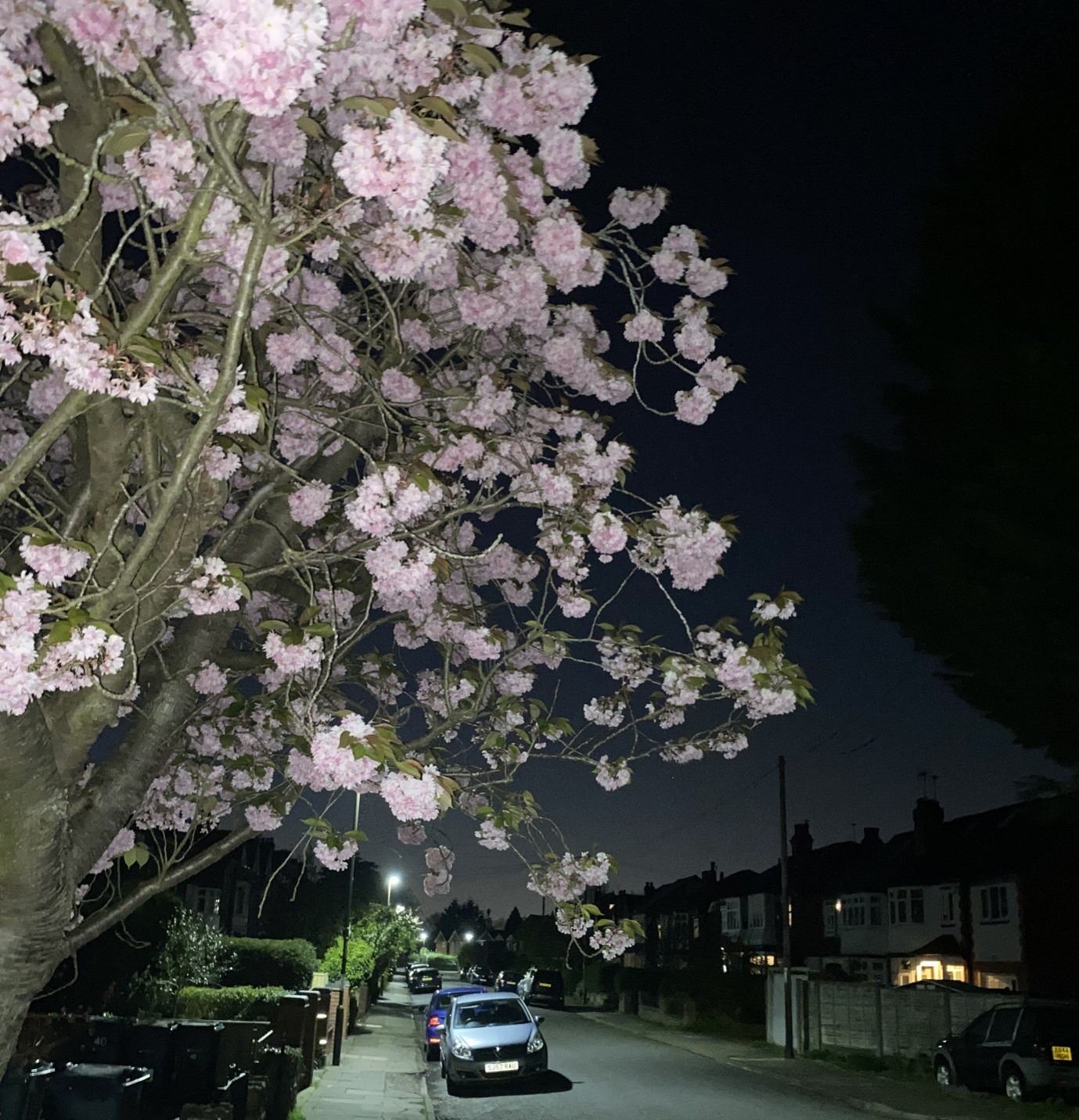 Flowers on Birmingham Street at night